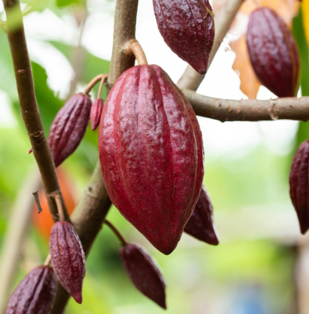 Trompe l'oeil Cabosse de cacao